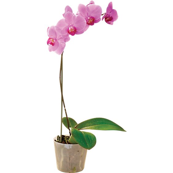 Orchid Phalaenopsis In Ceramic - EA