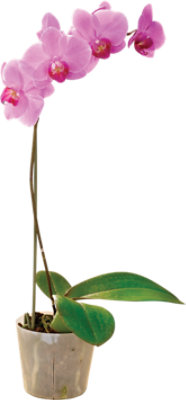 Vibrant Pink Phalenopsis Orchids Ceramic Pot