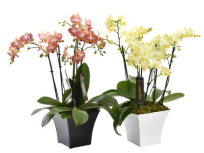 Overjoyed Boutique Orchid Garden - 6 Inch - Image 1