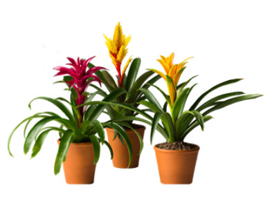 Debi Lilly Bromeliad - EA - Image 1