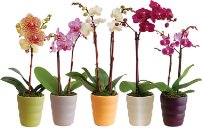 Orchid Phalaenopsis 5 Inch Ceramic Pot - Each (colors may vary) - Image 1
