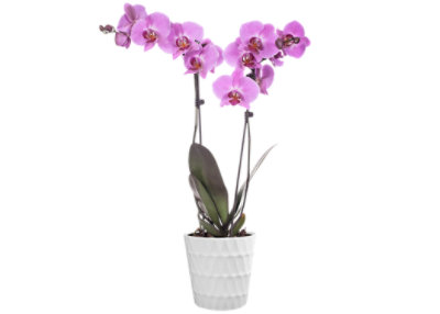 Orchid Phalaenopsis 5 Inch Ceramic Pot - Each (colors may vary) - Image 1