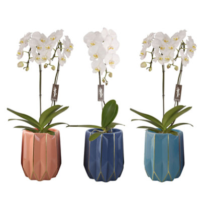 Overjoyed Boutique Elegant Ridge Orchid 6in - EA - Image 1