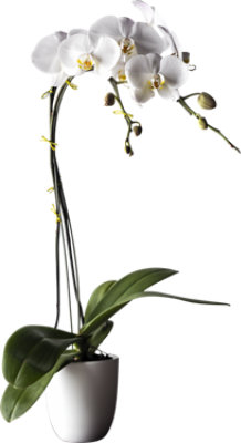 undefined - Image 1