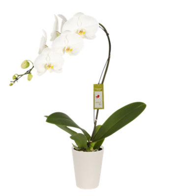 Debi Lilly White Phalaenopsis Orchid 5 Inch In Ceramic - Each - Image 1