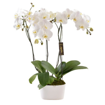Orchid Double Phal Garden - EA - Image 1