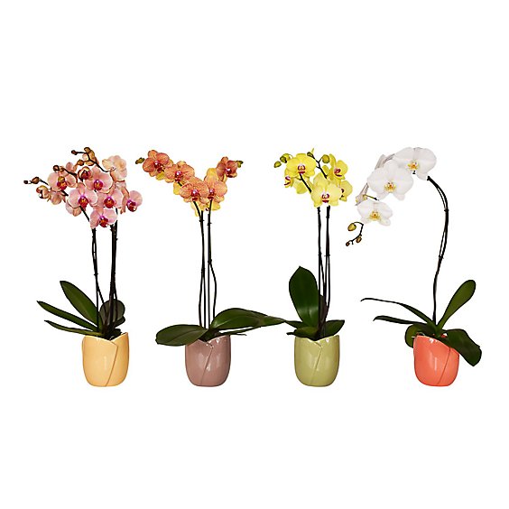 Debi Lilly Wrap Spring Orchid - EA