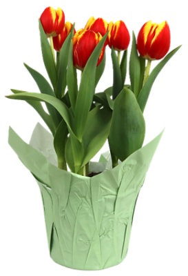 Tulip 6 Inch - Each - Image 1