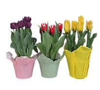 Tulip 6 In - Each