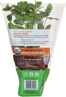 Herb Mint Potted Organic 8 Cm - .5 LB - Image 4
