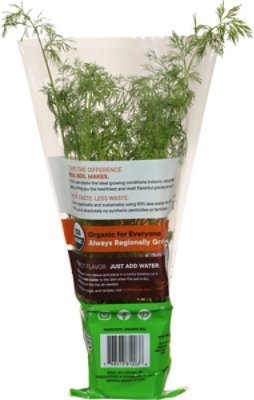 Herb Dill Potted Organic 8 Cm - .5 LB - Image 5