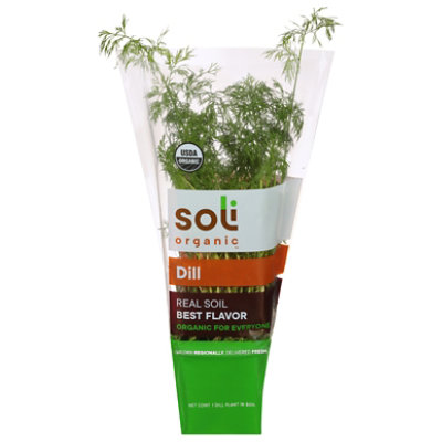 Herb Dill Potted Organic 8 Cm - .5 LB - Image 1