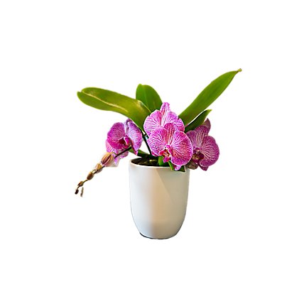 Debi Lilly Orchid Bramble - EA - Image 1