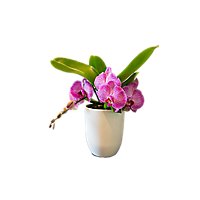 Debi Lilly Orchid Bramble - EA - Image 1
