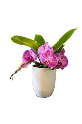 Debi Lilly Orchid Phalaenopsis Bramble 5 Inch - Each (colors may vary) - Image 1