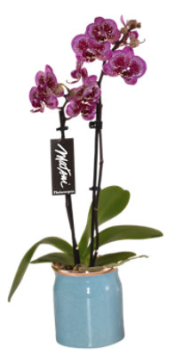 Orchid Vialo 3 In - EA - Image 1