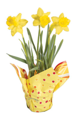 Daffodil 6 inch - Each - Image 1