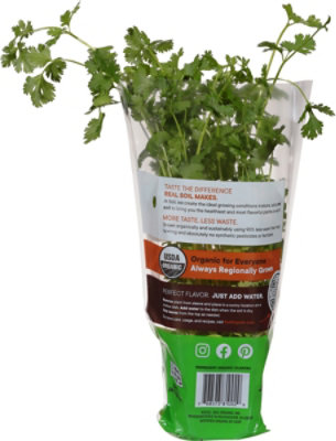 Herb Cilantro Potted Organic 8 Cm Soli Living Organic Cilantro - .5 LB - Image 4