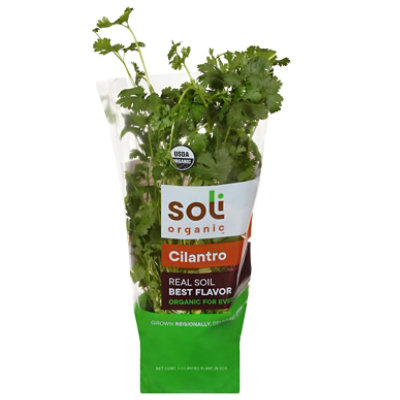 Herb Cilantro Potted Organic 8 Cm Soli Living Organic Cilantro - .5 LB - Image 1