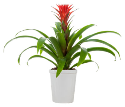 Bromeliad Ceramic Assorted - Each - Image 1