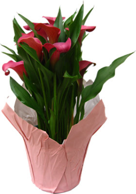 Calla Lily 6 Inch - Each - Image 1