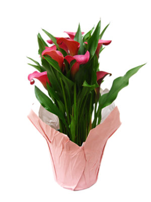 Calla Lily 6 Inch - Each - Image 1