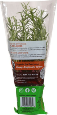 Herb Rosemary Potted Organic 8 Cm Soli Living Organic Rosemary - .5 LB - Image 5