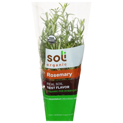 Herb Rosemary Potted Organic 8 Cm Soli Living Organic Rosemary - .5 LB - Image 1
