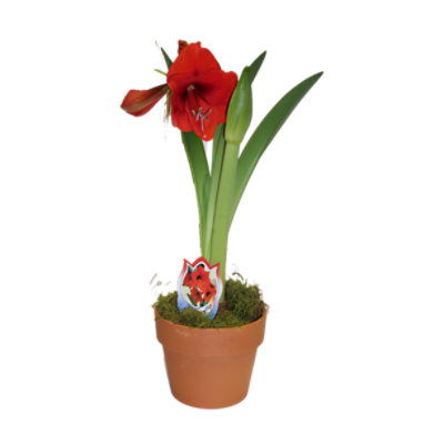 Amaryllis Clay - 1.59 QT - Image 1