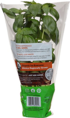 Soli Living Organic Basil Herb Basil Potted Organic 8 Cm - .5 LB - Image 4