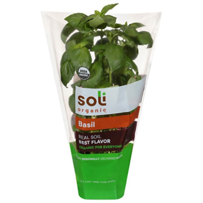 Soli Living Organic Basil Herb Basil Potted Organic 8 Cm - .5 LB - Image 2