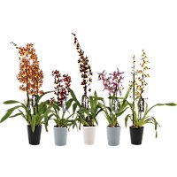 Orchid Exotic Asst In Ceramic - EA - Image 1