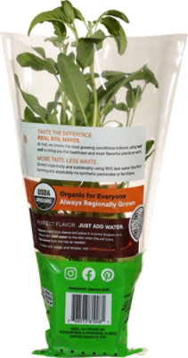 Herb Sage Potted Organic 8 Cm Soli Living Organic Sage - .5 LB - Image 5