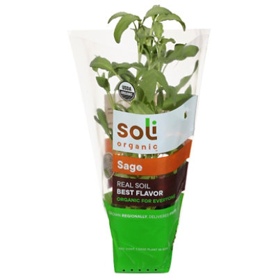 Herb Sage Potted Organic 8 Cm Soli Living Organic Sage - .5 LB - Image 1