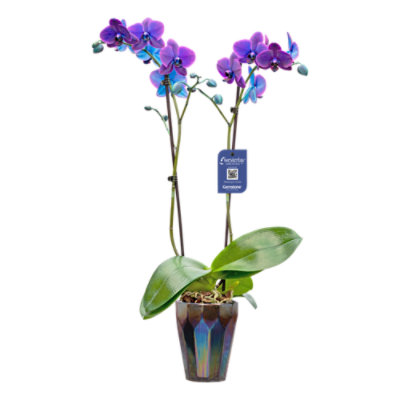 Orchid Phalaenopsis Moonstone - Each (colors may vary) - Image 1