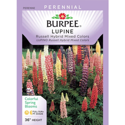 Per Lupine Russell Hyb Mix - EA - Image 1