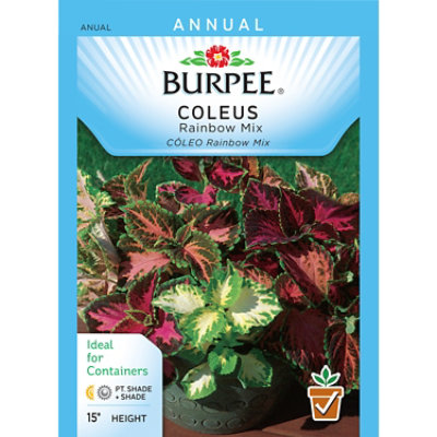 Seeds Coleus Rainbow Mix - EA - Image 1