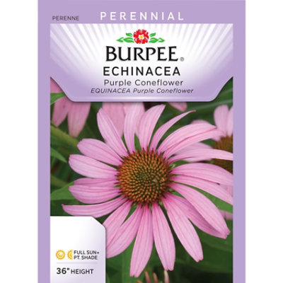 Per Echinacea Purple Coneflower - EA - Image 1