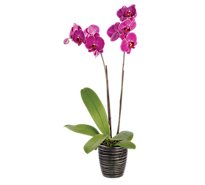 Debi Lilly Orchid Belita Ceramic 3 In - EA