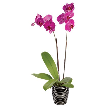 Debi Lilly Orchid Belita Ceramic 3 In - EA - Image 1