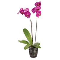 Debi Lilly Orchid Belita Ceramic 3 In - EA - Image 1