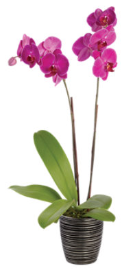 Debi Lilly Orchid Belita Ceramic 3 In - EA