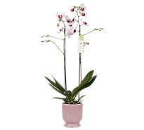 Debi Lilly Orchid Pedestal 5 In - EA