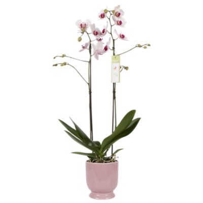 Debi Lilly Orchid Pedestal 5 In - EA - Image 1