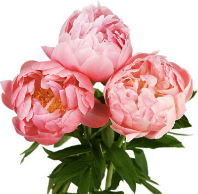 Overjoyed Boutique Peony 3 Stems - Each - Image 1