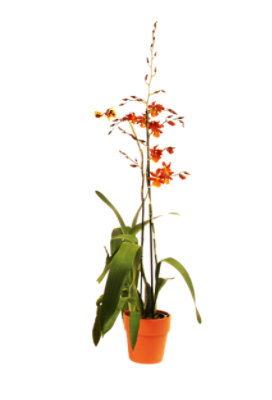 Overjoyed Boutique Orchid Assorted - 4 Inch - Image 1