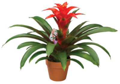 Bromeliad W/clay Pot - 4 INCH - Image 1