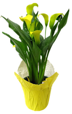 Lily Calla Fiesta Flame 4in - 4 INCH - Image 1