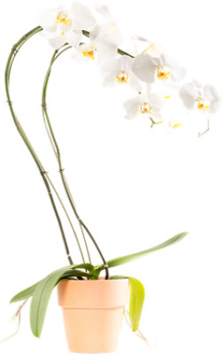 OverJoyed Boutique Orchid Phalaenopsis - 6 Inch (colors may vary) - Image 1