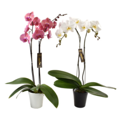 Debi Lilly Orchid Phalaenopsis 6 Inch Pot - Each (colors may vary) - Image 1